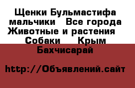 Щенки Бульмастифа мальчики - Все города Животные и растения » Собаки   . Крым,Бахчисарай